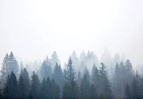Fotótapéta - Forest (147x102 cm)