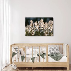 Kép - Keskenylevelű gyapjúsás (90x60 cm)