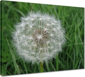 Vászonkép 50x40 Pitypang Virág Virágok