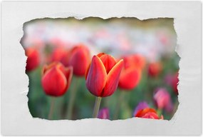 Plakátok 90x60 Tulipánok Virágok