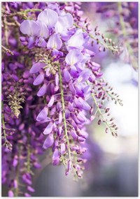 Poszterek 70x100 Lila virágok Virágok