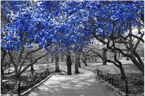 Kép - Kék fák, Central Park, New York (90x60 cm)