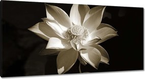 Vászonkép 115x55 Lótusz Lótuszvirág