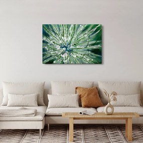 Kép - Makro kép egy virágról (90x60 cm)