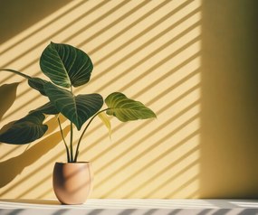 Poszter 60x50cm Arany fény