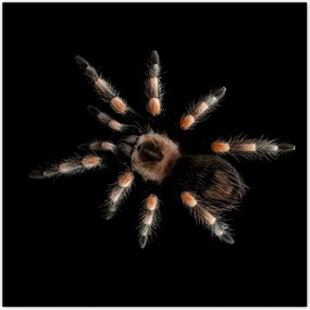 Poszterek 100x100 Nagy Tarantula pók