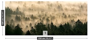 Fotótapéta ködös erdőben 104x70 cm