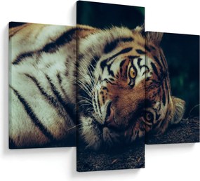 Kép - Szibériai tigris (90x60 cm)