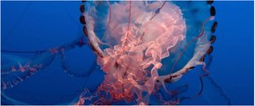 Medúza képe (120x50 cm)
