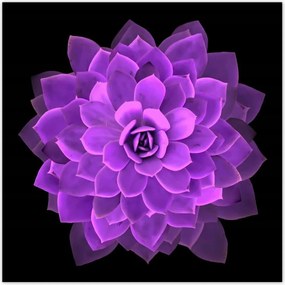 Poszterek 100x100 Találkozás a virággal