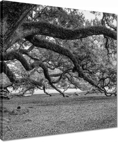 Vászonkép 40x40 Erőteljes tölgyek