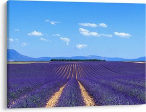 Kép - Levendula mező (70x50 cm)