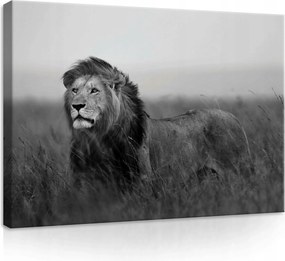 Vászonkép 70x50 Oroszlán fekete-fehér vad természet szavanna erő nyugalom portré