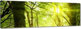Vászonkép 150x50 Varázslatos erdő Tájkép
