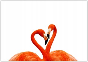 Fotótapéta flizelina 208x146 Egy pár flamingó