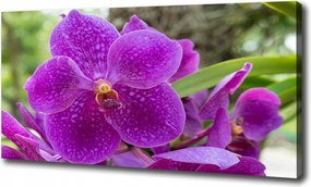 Canvas falikép Orchidea 100x70 cm