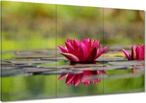 Vászonkép 120x80 Vízi liliom