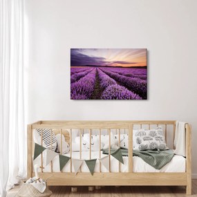 Kép - Levendulamező naplementében (90x60 cm)