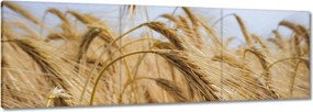 Vászonkép 60x20 Kalászok gabonával Gabonafélék