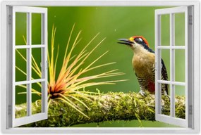 Poszterek 90x60 Madarak