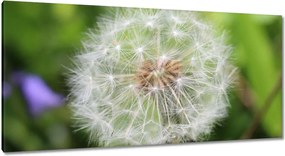 Vászonkép 115x55 Pitypang Virág Virágok