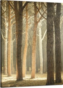 Vászonkép Fák Fény Természet Erdő 50x70 cm Ideális ajándék