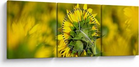 Napraforgó képe (órával) (90x30 cm)