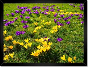 Poszterek keretben 40x30 Krokodilok a réten