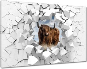 Vászonkép 90x60 Skót tehén