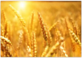 Poszterek 100x70 Gabona érik a napfényben