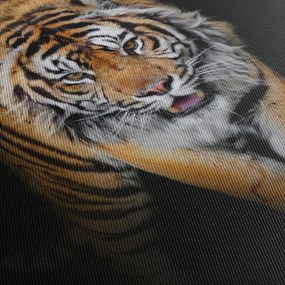 Kép - Tigris (90x60 cm)