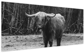 Kép - Skót tehén (120x50 cm)