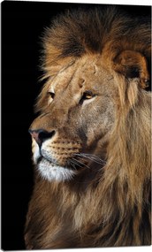 Vászonkép Veszélyes Fenséges Oroszlán Állat 60x100 cm