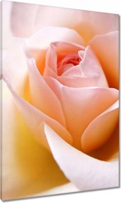 Vászonkép 70x100 Finom rózsa