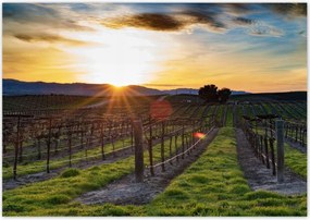 Poszterek 100x70 Szőlőbirtok Tájkép