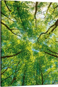 Vászonkép Fák Levelek Természet Erdő Tavasz 80x120 cm