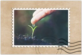 Poszterek 60x40 Palánta növény csepp