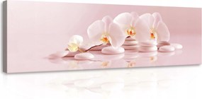Vászonkép 145x45 Orchideák fehér virágok zen kövek nyugalom harmónia finomság