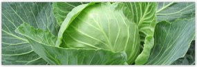 Poszterek 200x66 Fiatal káposzta