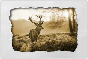 Poszterek 120x80 Szépia szarvas