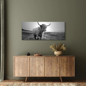 Kép - Skót tehén, fekete-fehér (120x50 cm)