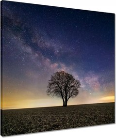 Vászonkép 50x50 Magányos fa és csillagok