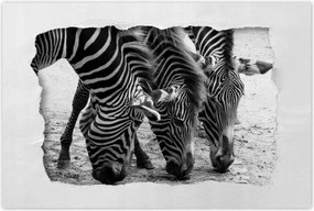 Poszterek 120x80 Három zebra
