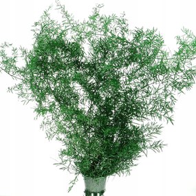 Stabilizált Asparagus Sprengeri zöld spárga csokor szárított virágok