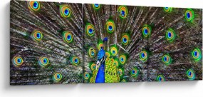 Kép - Páva (órával) (90x30 cm)