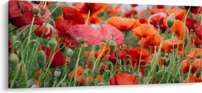 Egy kép a pipacs mezőről (120x50 cm)