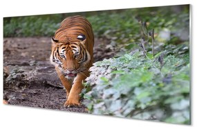Akrilkép tiger woods 100x50 cm