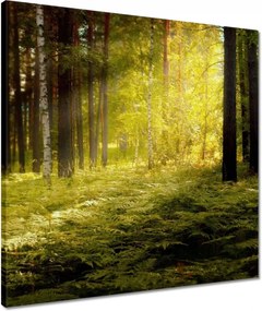 Vászonkép 50x50 Napfelkelte az erdőben