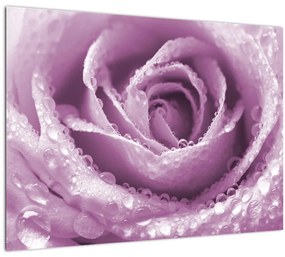 Egy rózsa virág részlete (70x50 cm)