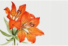 Stílusos Dekoratív Fotótapéta Flizelin Narancs liliom 104x70 Ragasztó